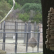 Illustration for article titled This Custom Poop-Chute Dispenses Droppings for Lions to Play With